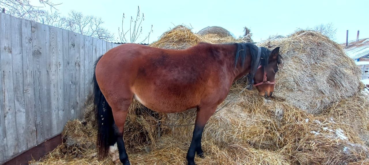 Продам кобылу, СКО Айыртауский район с. Нижний бурлук