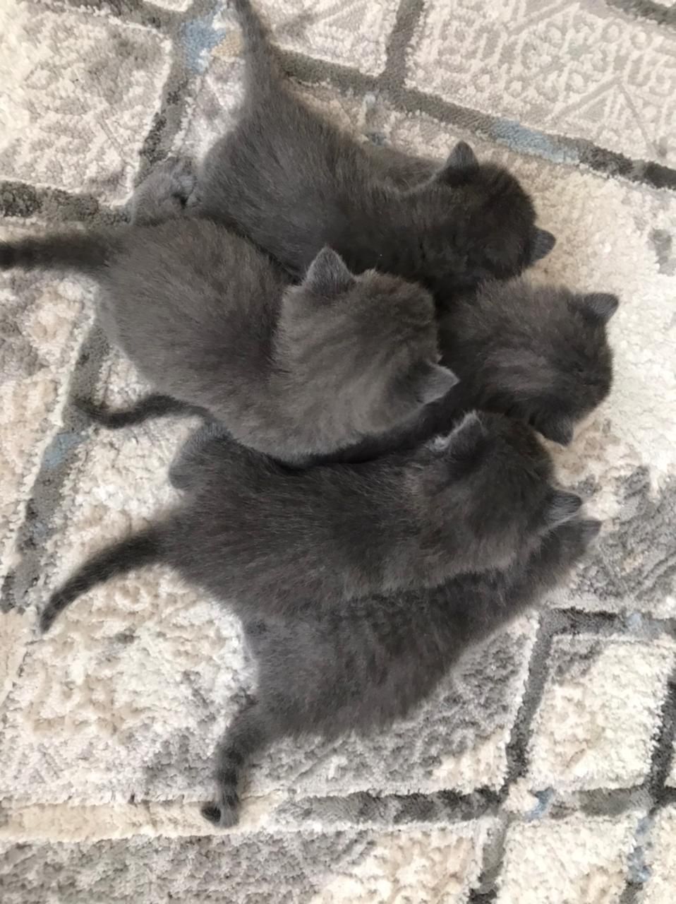 Британский котёнок