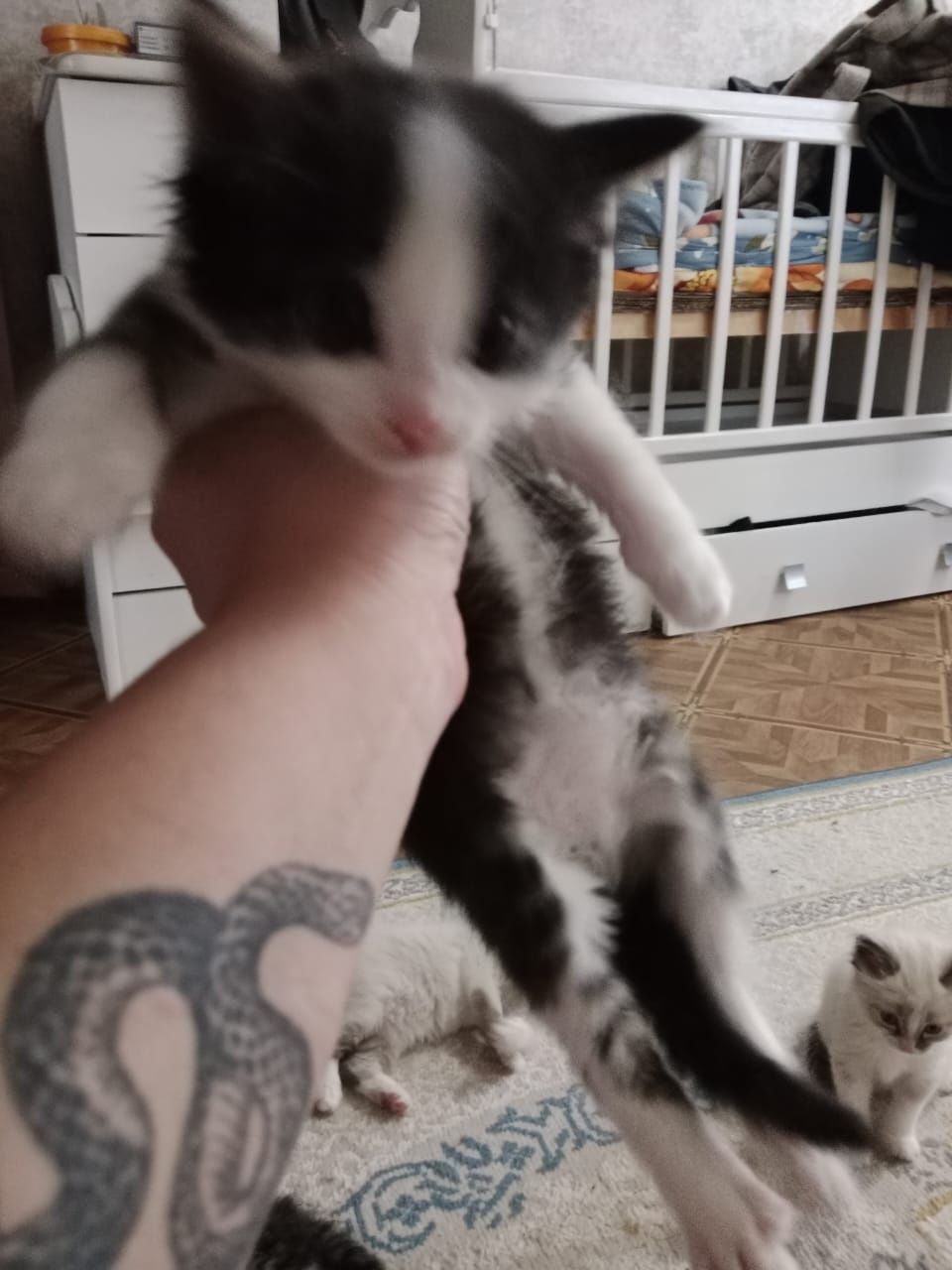 Котята в добрые руки