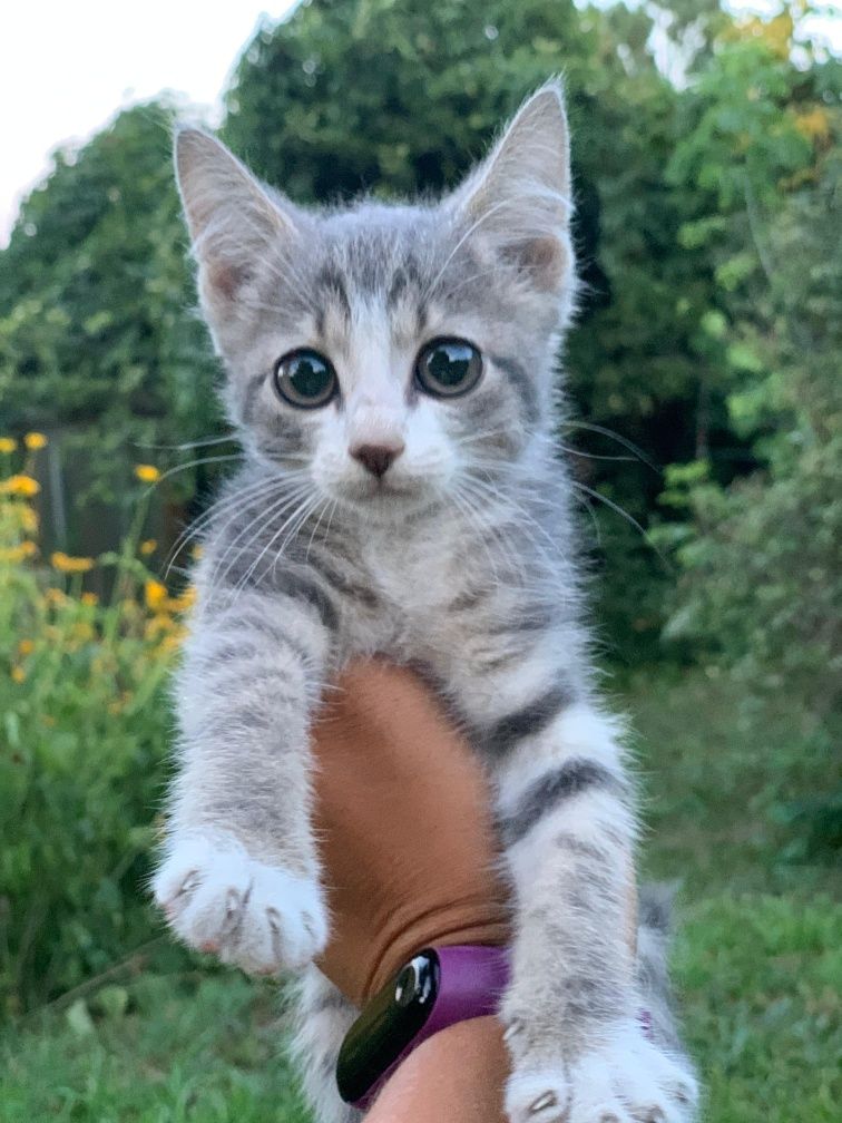 Котята с гарантией