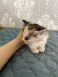 Милые котята ищут добрый дом! Бесплатно!