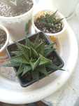 Хавортия лимонолистная (Haworthiopsis limifolia)