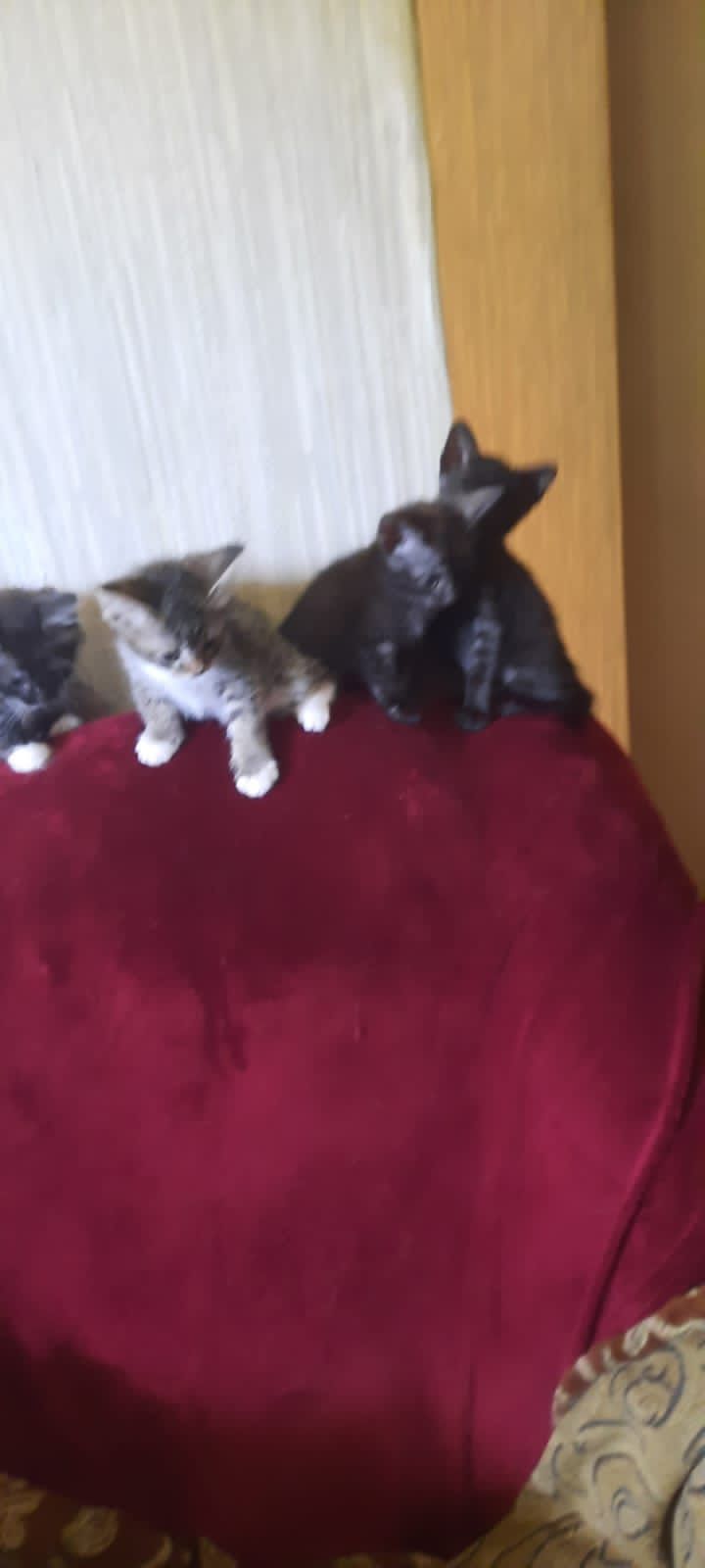 Котята домашние в добрые руки