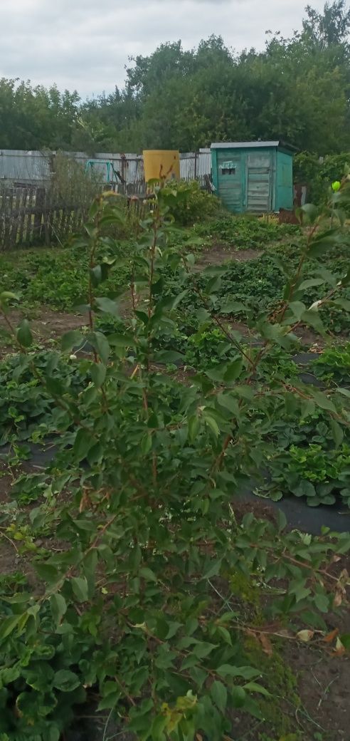 Продам дачу в обществе Борки