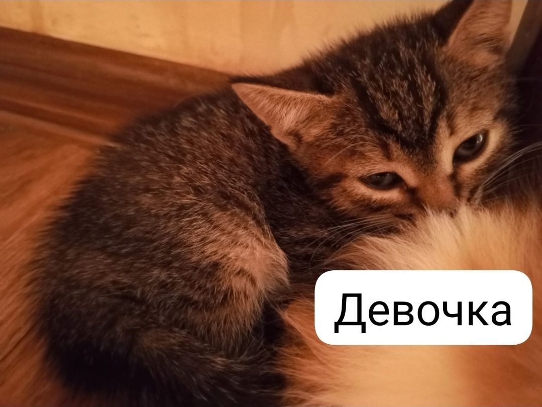 Котята Мальчики в добырые руки