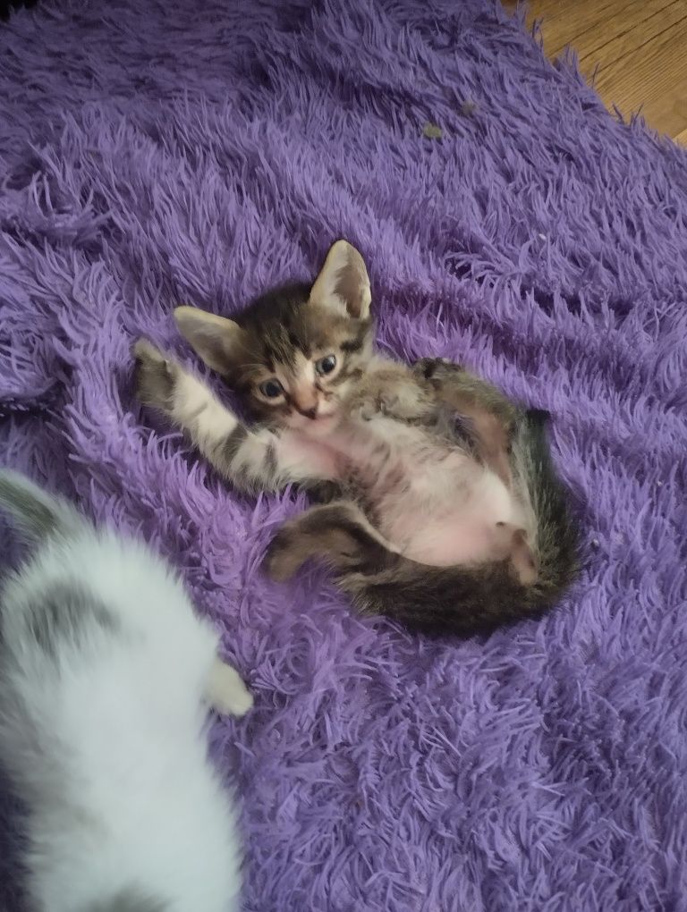 Отдаю котят в добрые руки