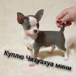 Чихуахуа мини прекрасного щенка