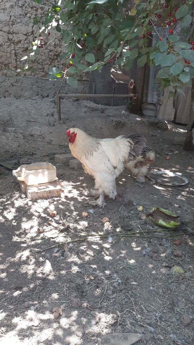 Курицы пород Брама