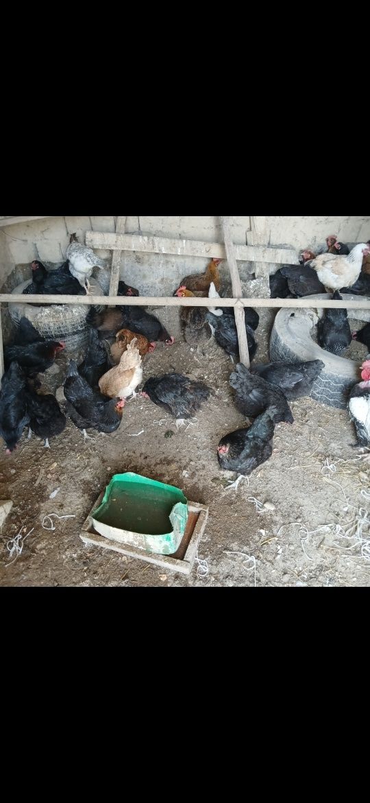 Продаётся куры цветные домашние