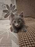 Отдадим 5 котят, полупородистые