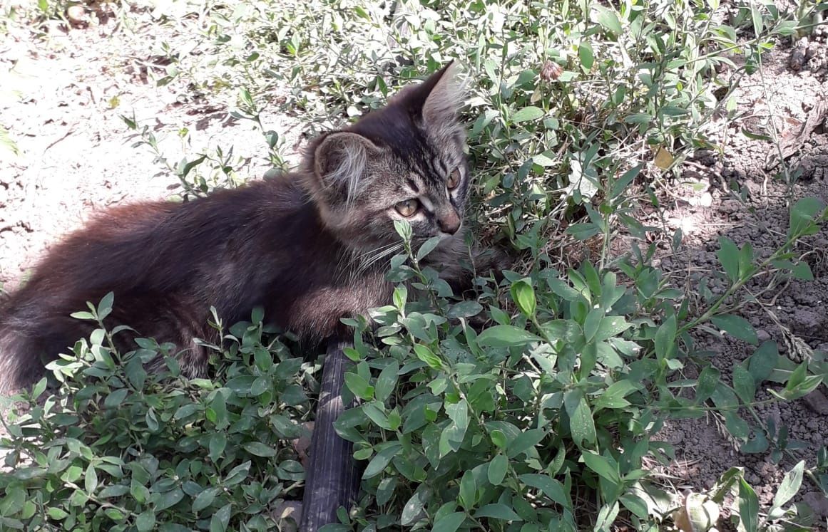 Котята крысыловы