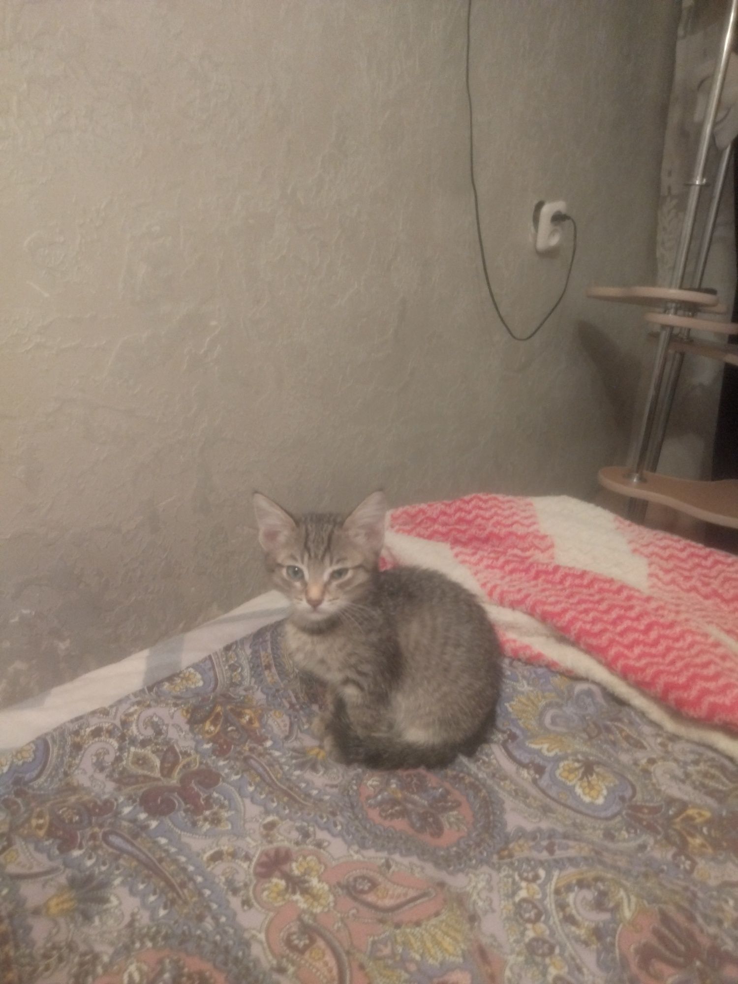 Отдам котят в любящие животных семьи.