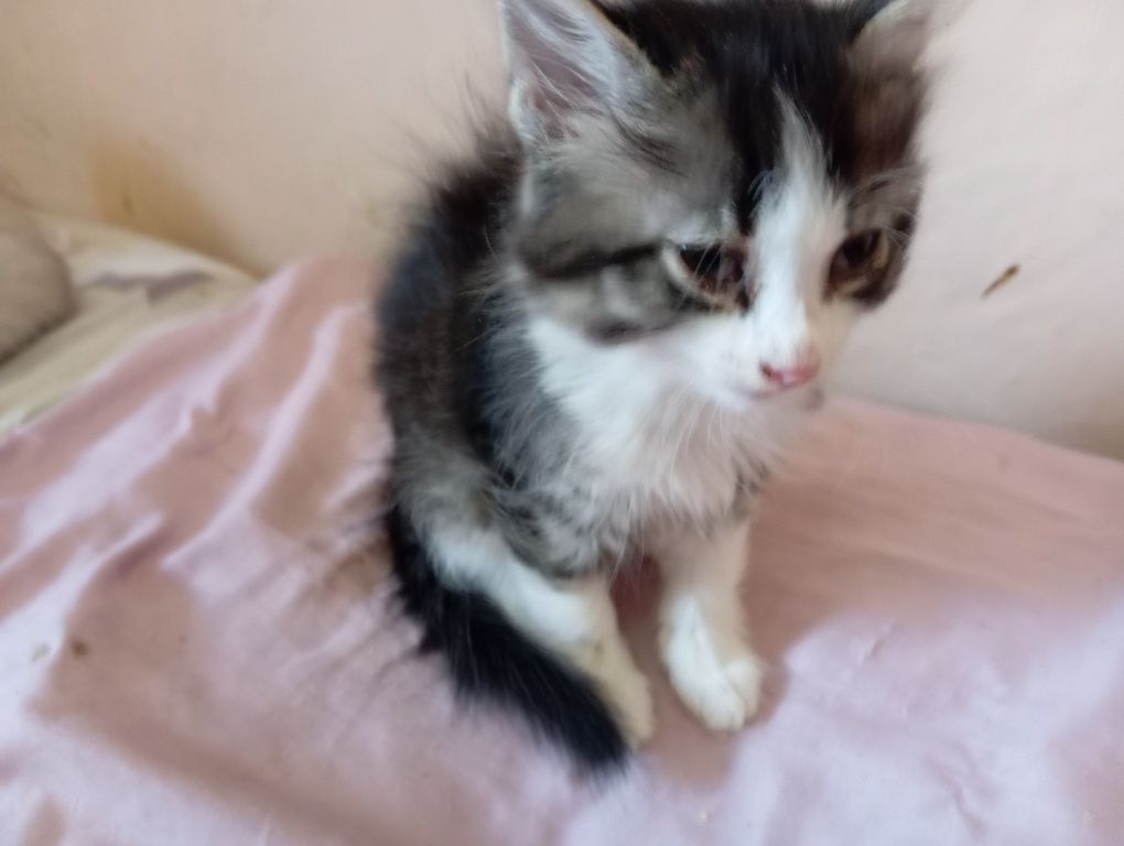 Отдам котят в добрые руки