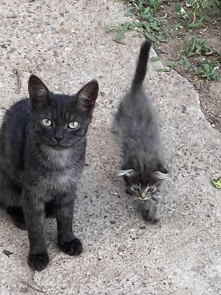 Котенок мальчик бесплатно