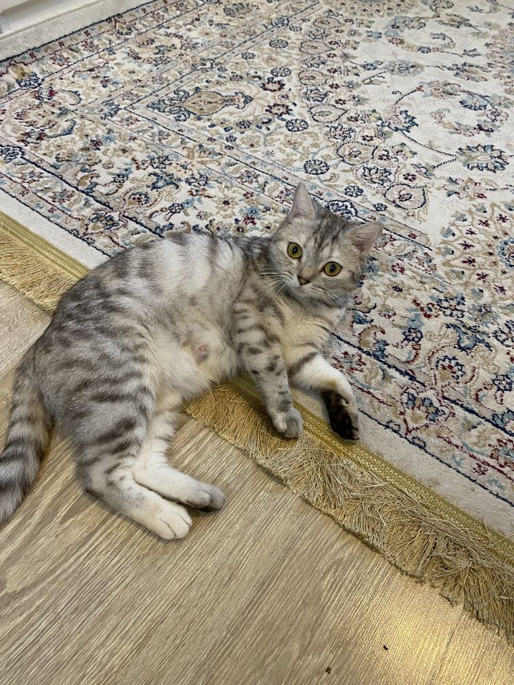Продам породистых котят