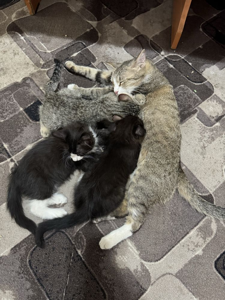 Котята в добрые руки