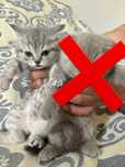 Котята шотландский с британским