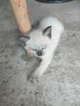 Котята мама кошка Русская голубая