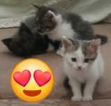 Отдам   котят  .