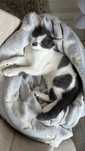Котенок 2,5 месяца