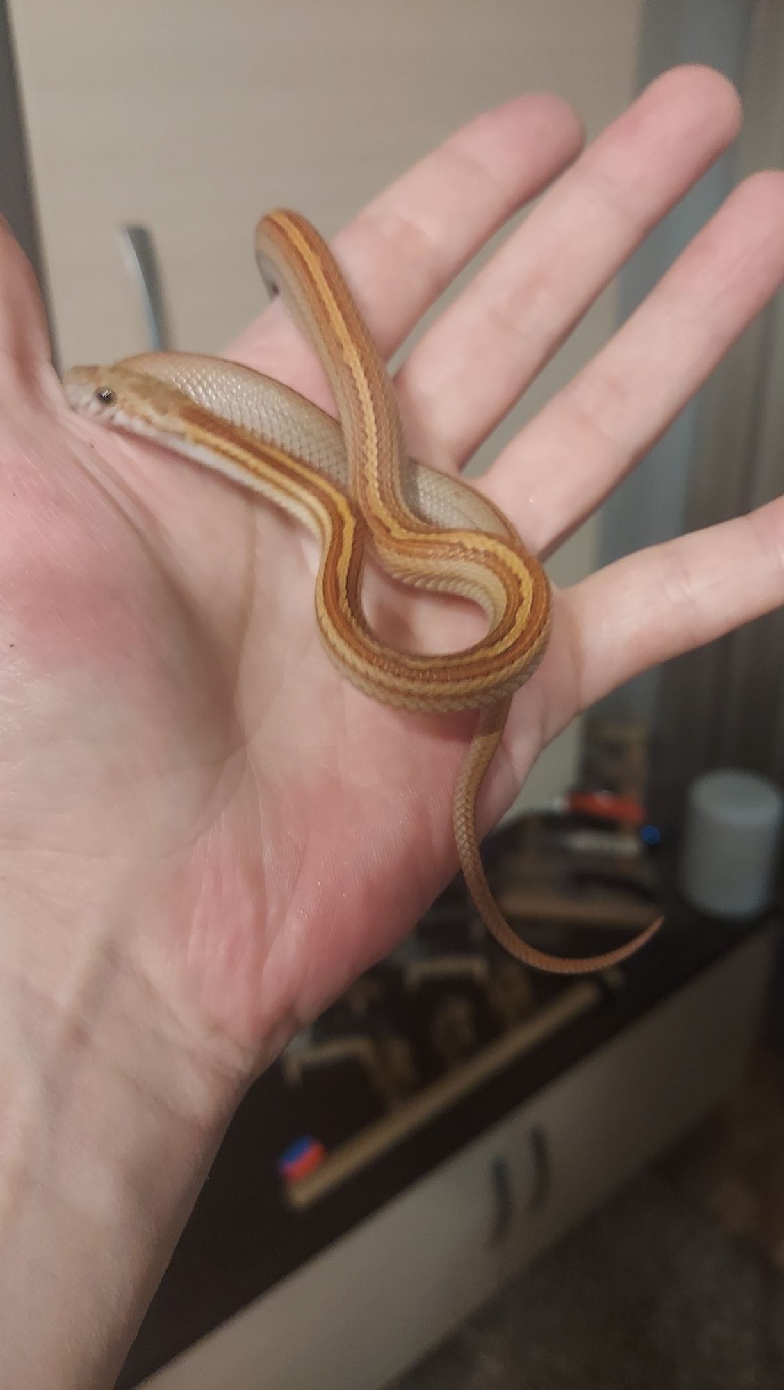 Маисовый полоз самка Морфа: Hypo Tessera Motlley