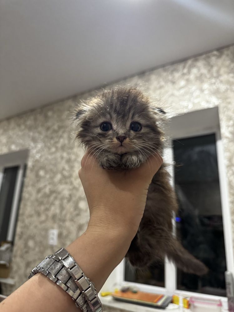Котята Веслоухие