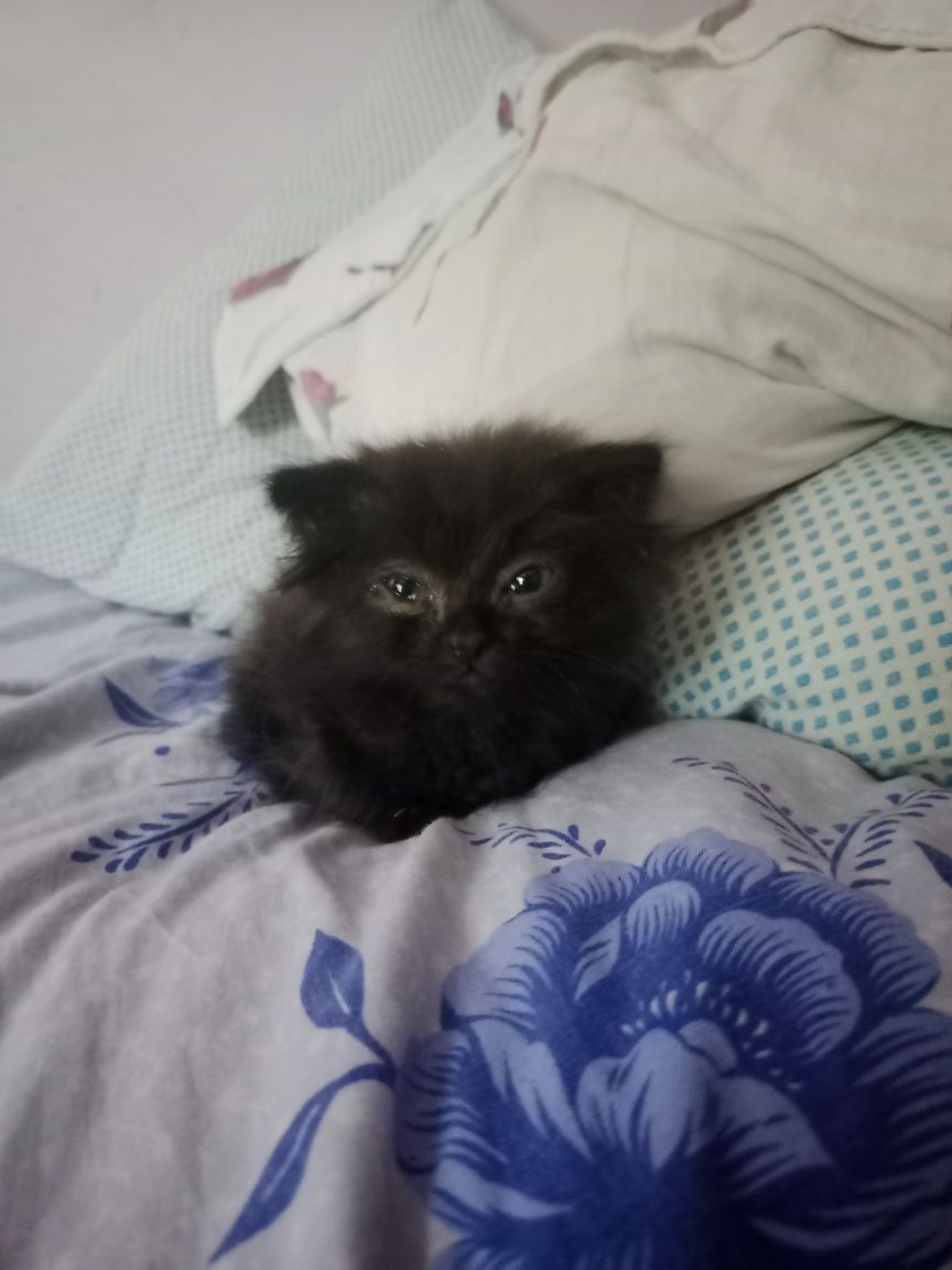 Котята, в добрые руки