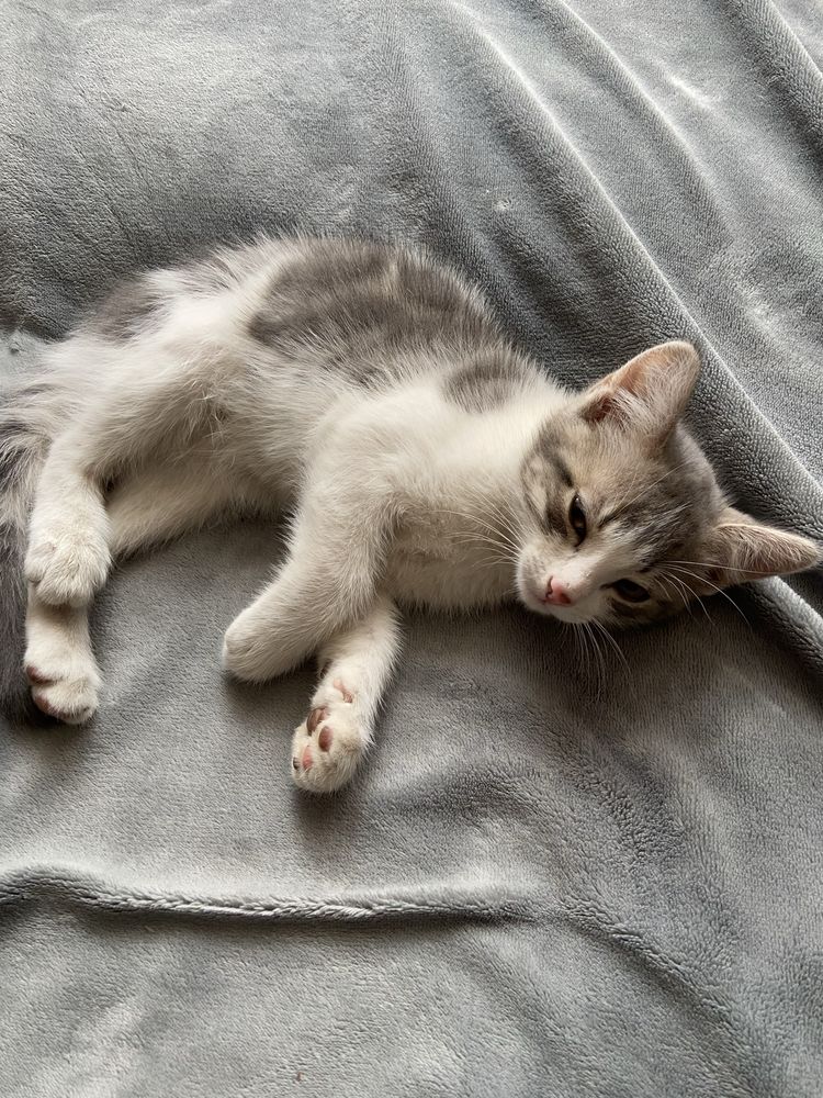 Отдам породистых котят