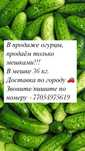 Продаем свежие огурцы!