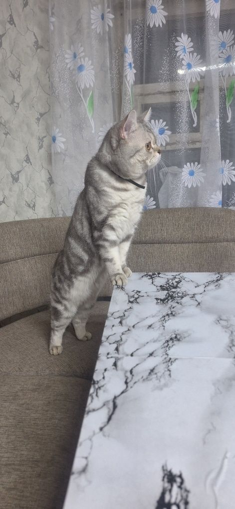 Шотландец  ищет невесту