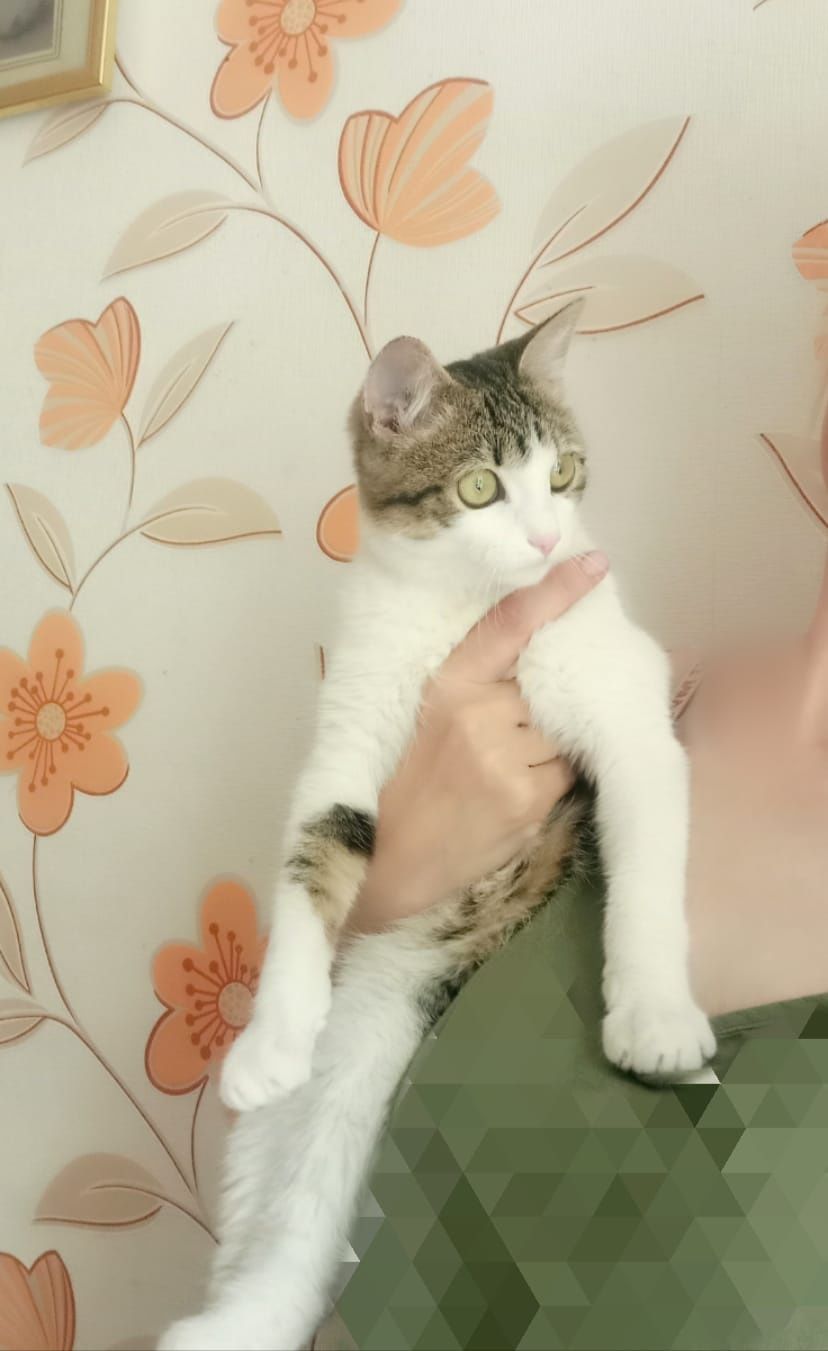 Пристраиваются молодые котик и кошечка!!!