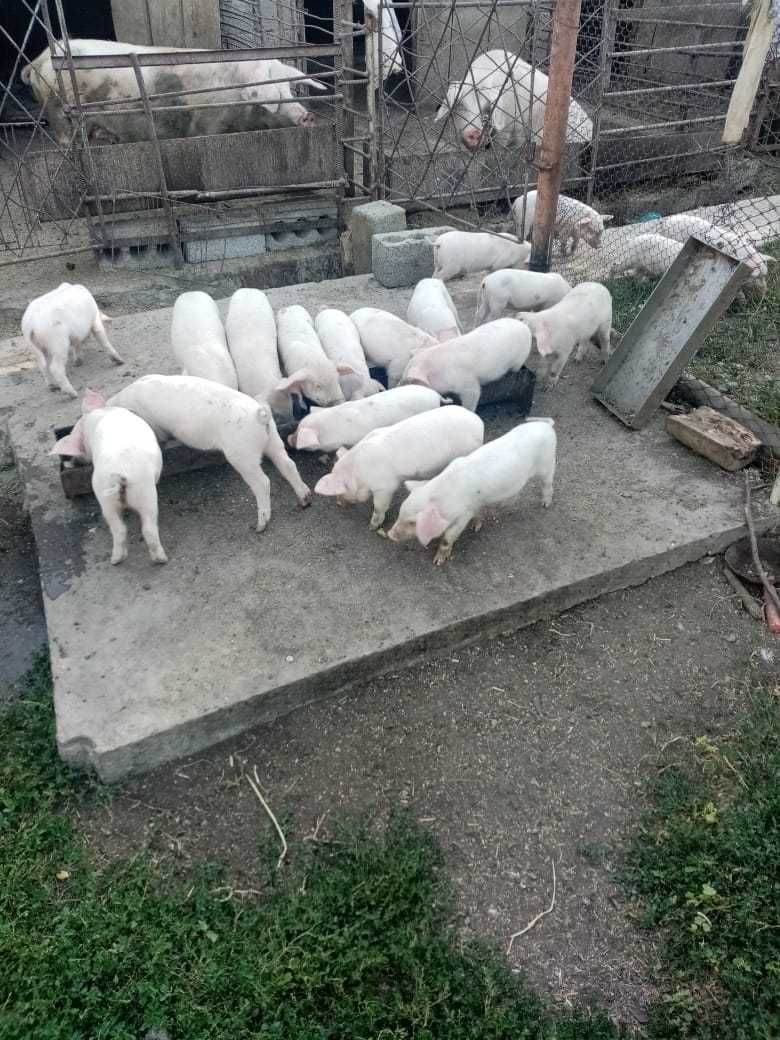 Продаются поросята