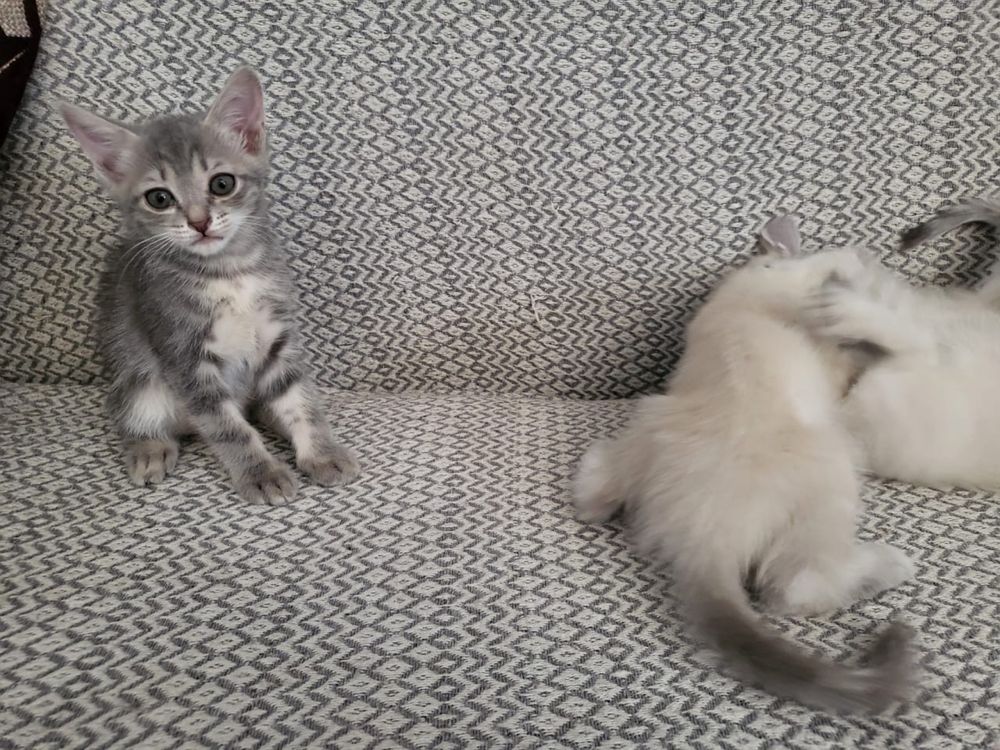 Отдам котят бесплатно