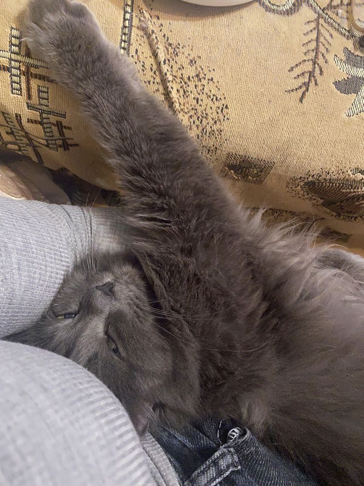 Отдам кошку в добрые руки г.Павлодар