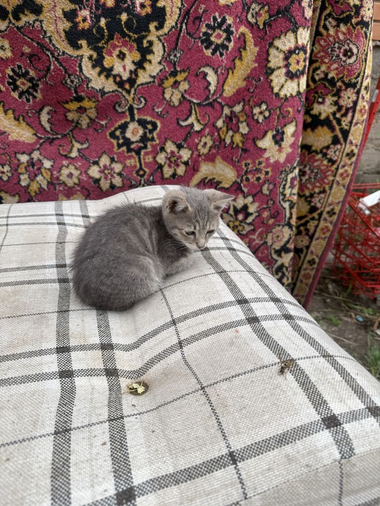 Отдам даром котят