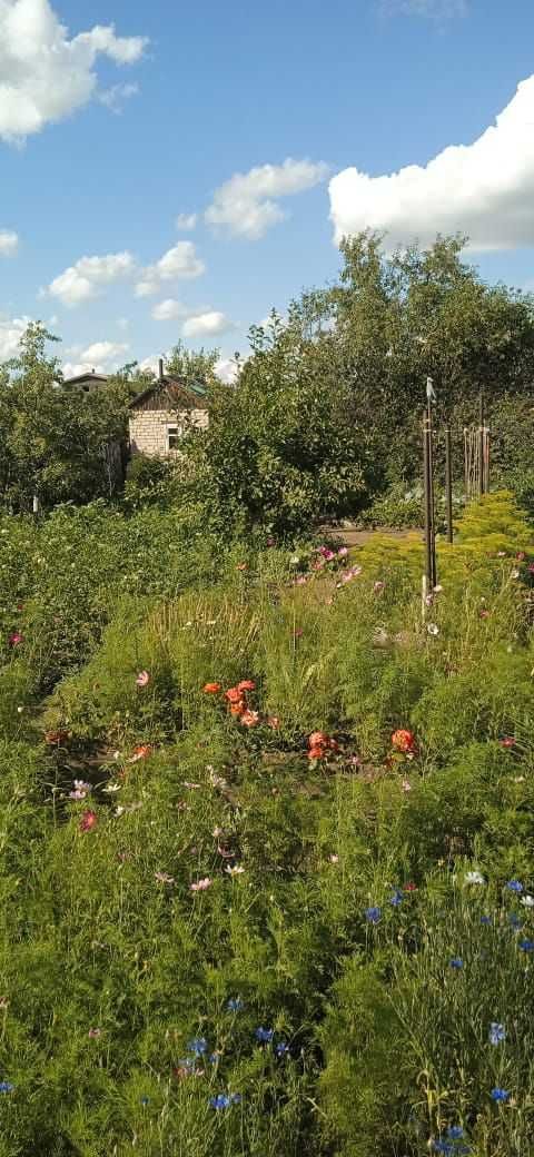 Продам две дачи на одном участке, садоводство "Яблонька".