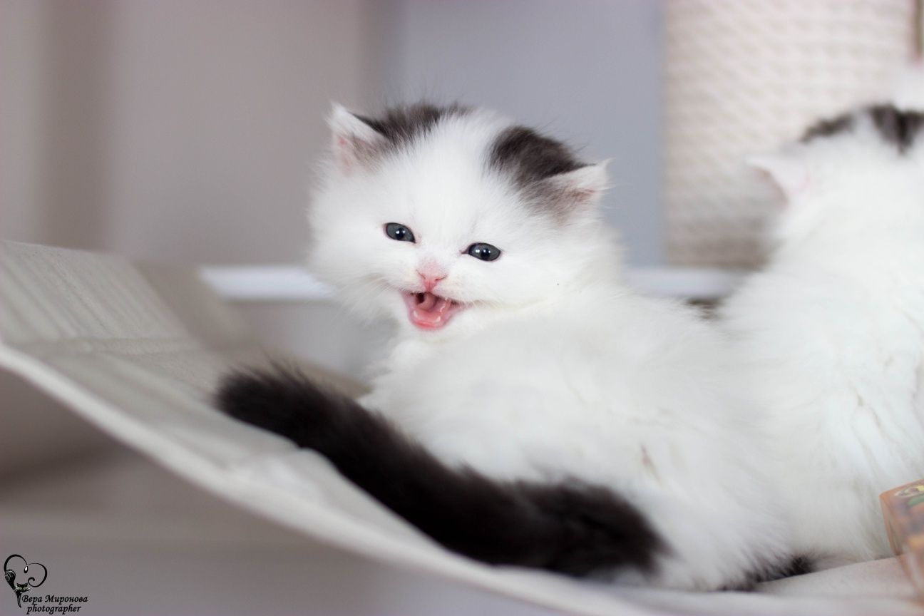 Шотландские котята скоттиш фолд хайленд