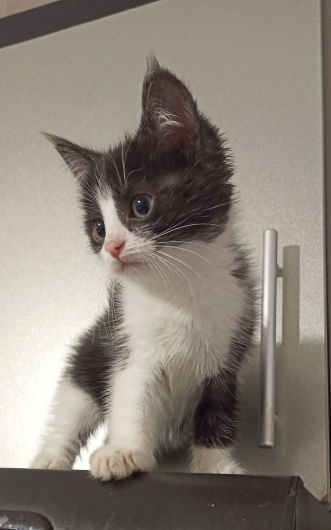 Котятки -котятушки-мальчики