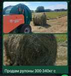 Продам сено рулоны