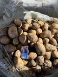Продам картофель отправка в любой регион сорт Гала