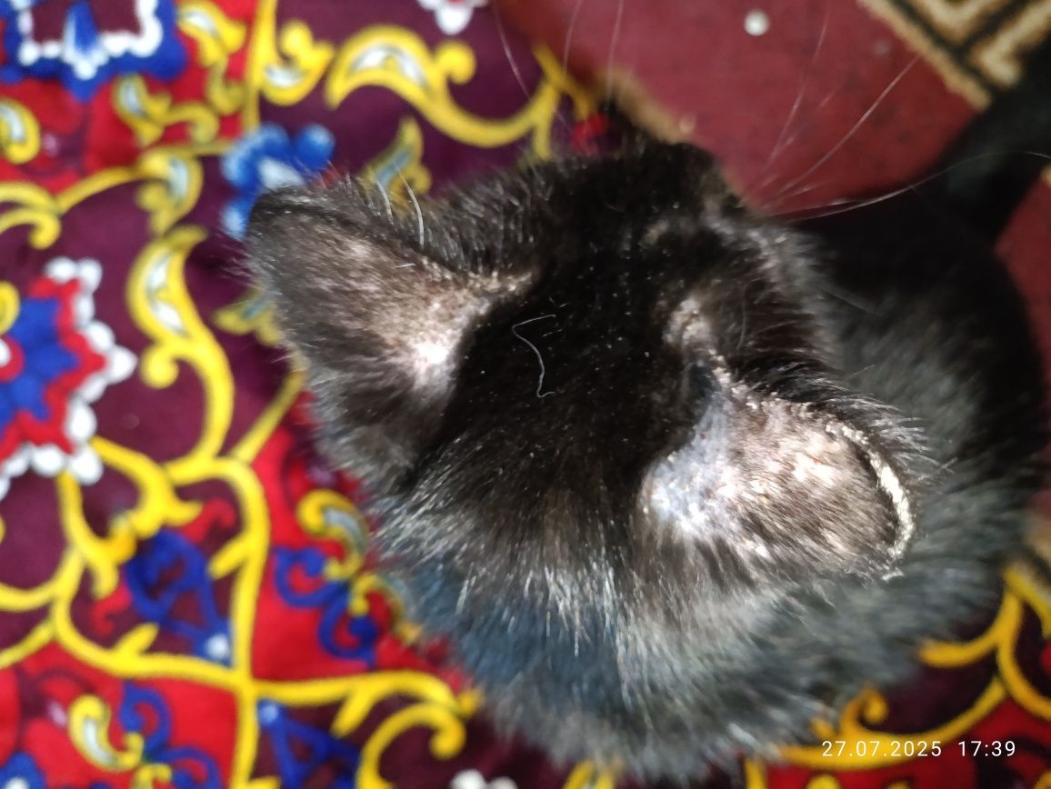 Ищем дом котенку!