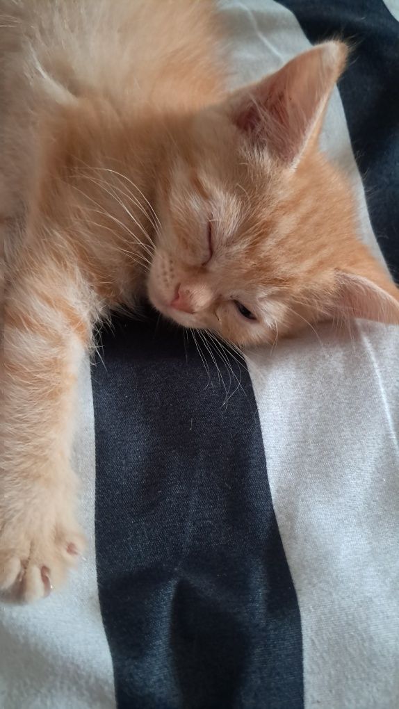 Отдам котят 1.5 месяца