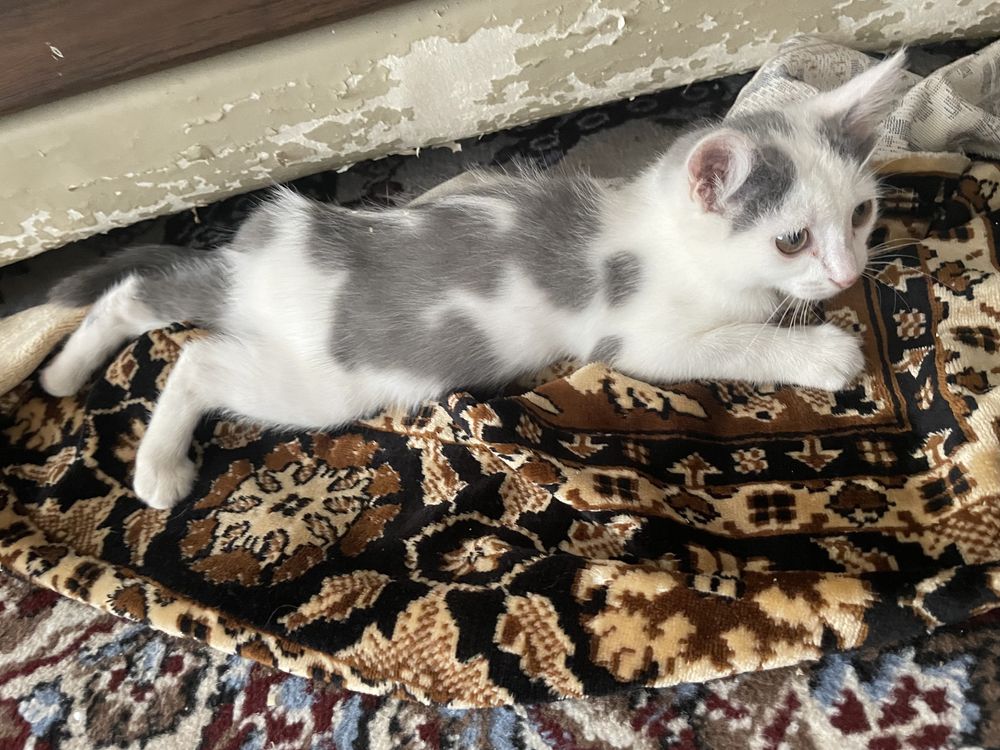 Котенок приучен к лотку, послушная девочка