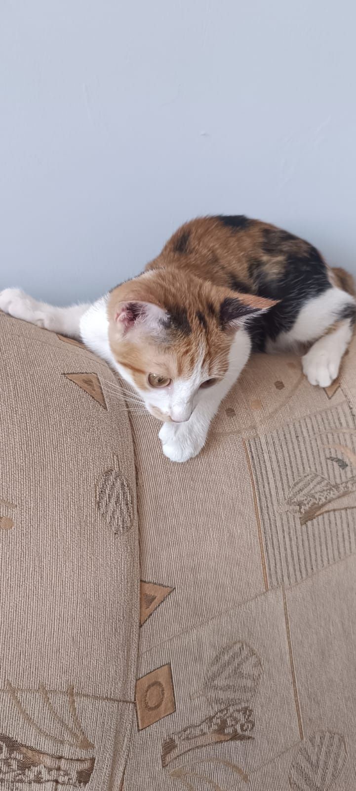 Кошку в добрые руки