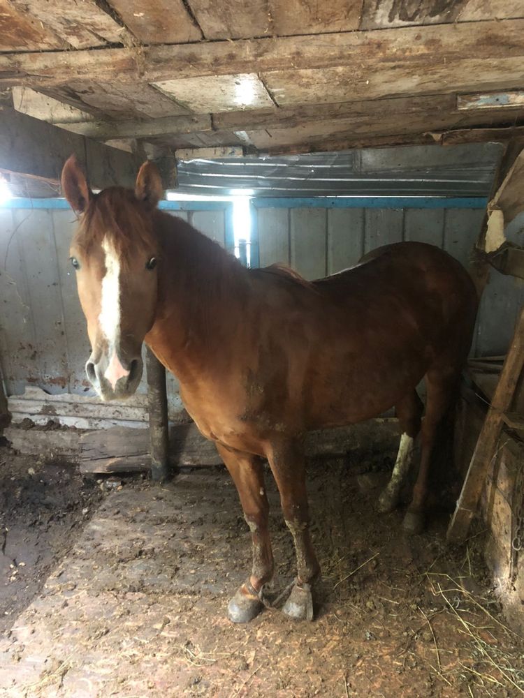Продам кобылу 3 лет