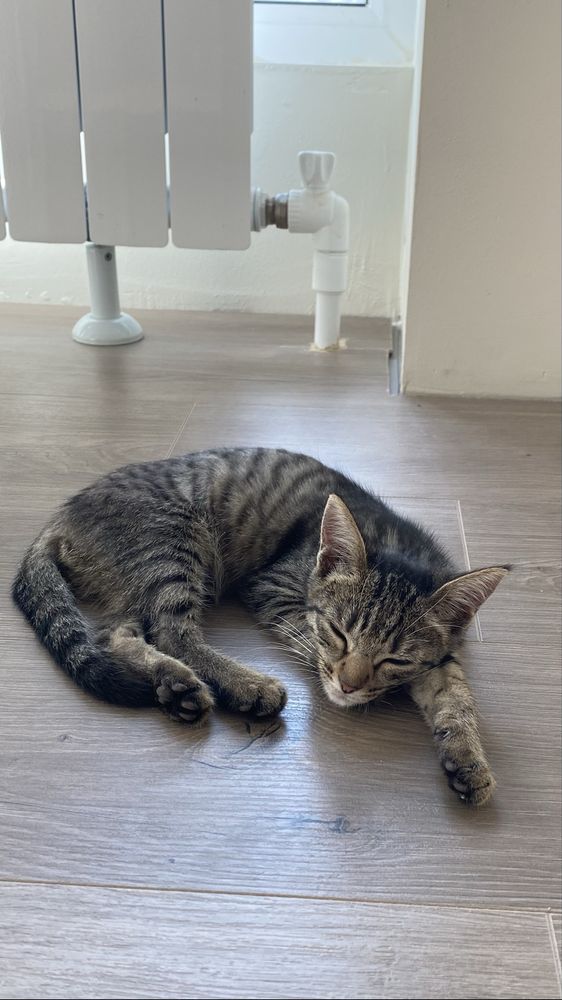 Котенок ищет дом