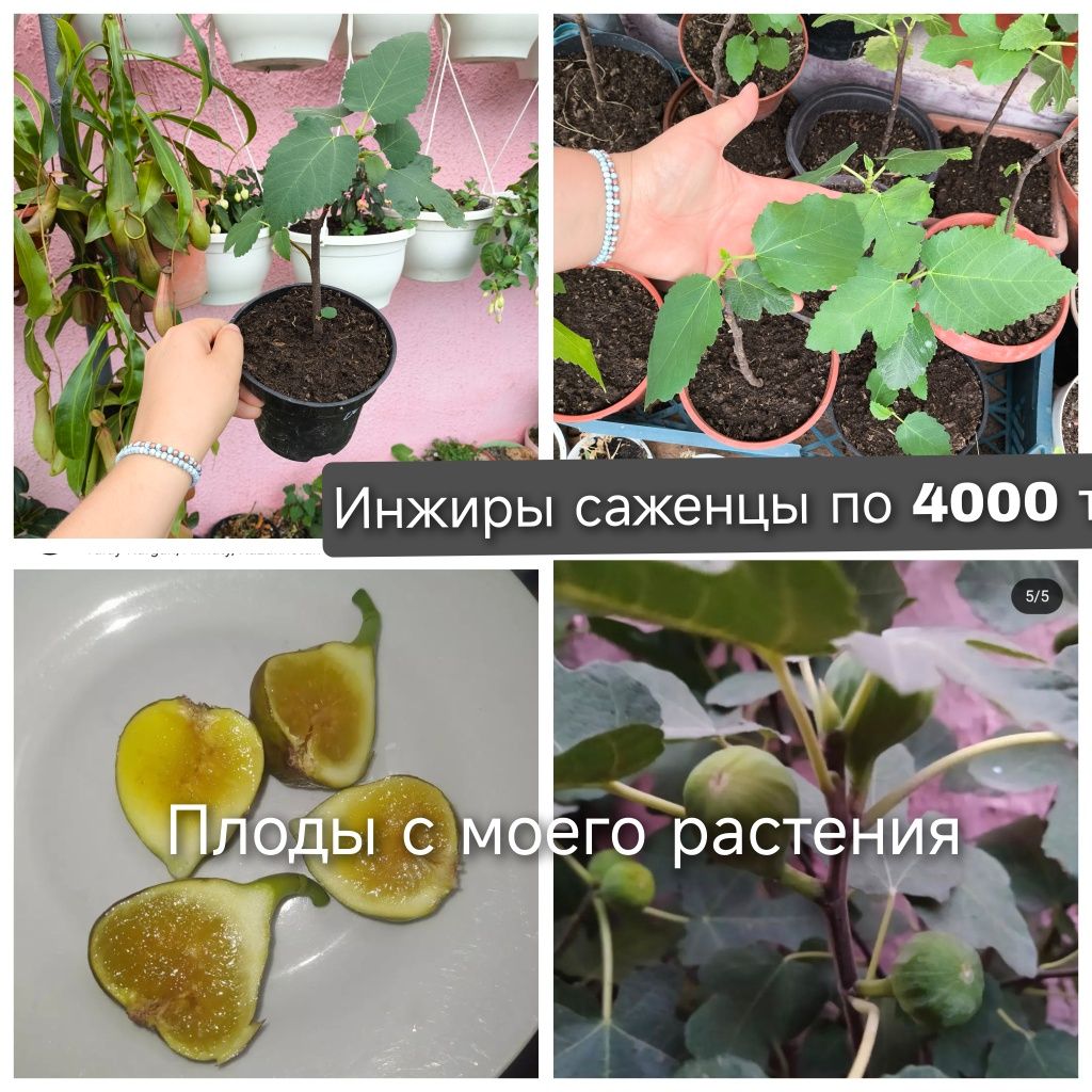 Непентес мухоловка