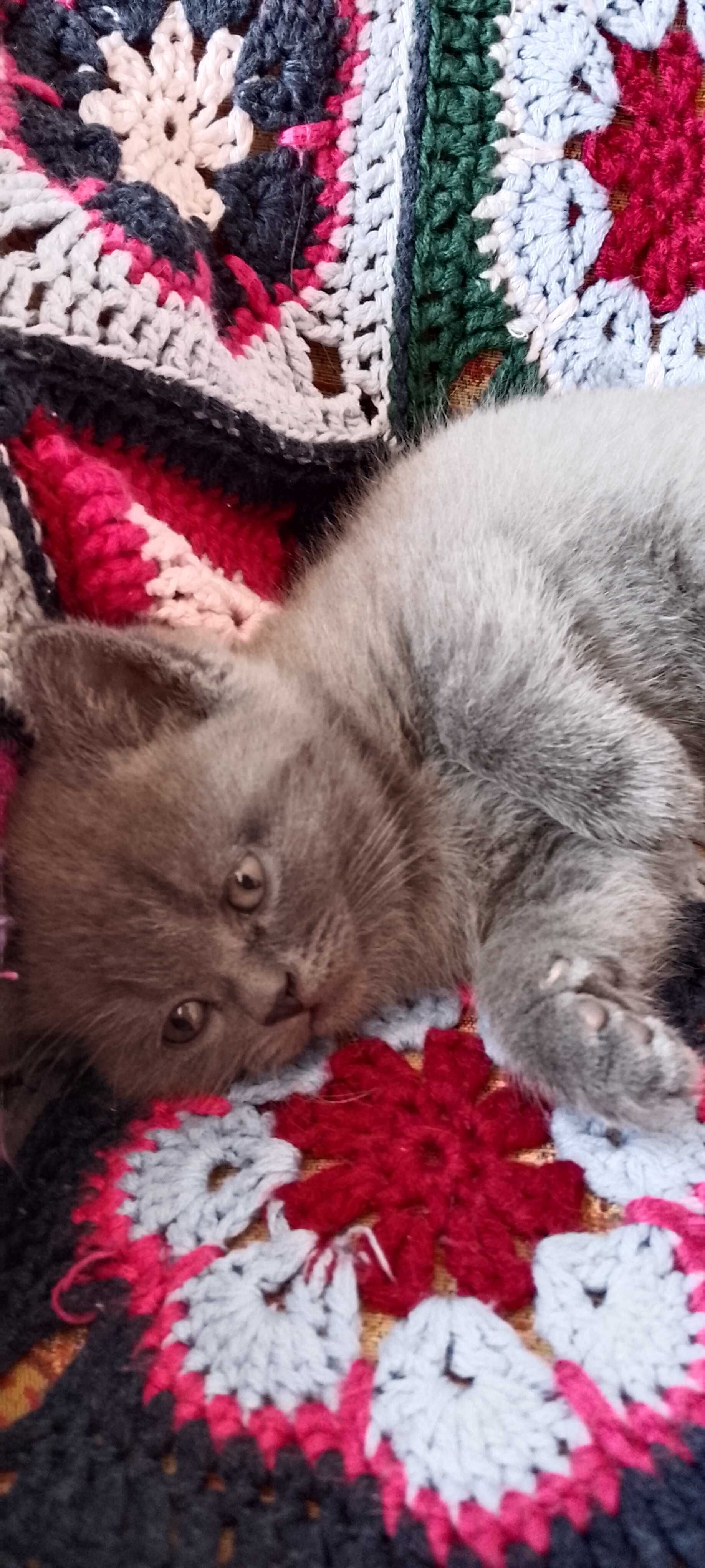 Котята британские