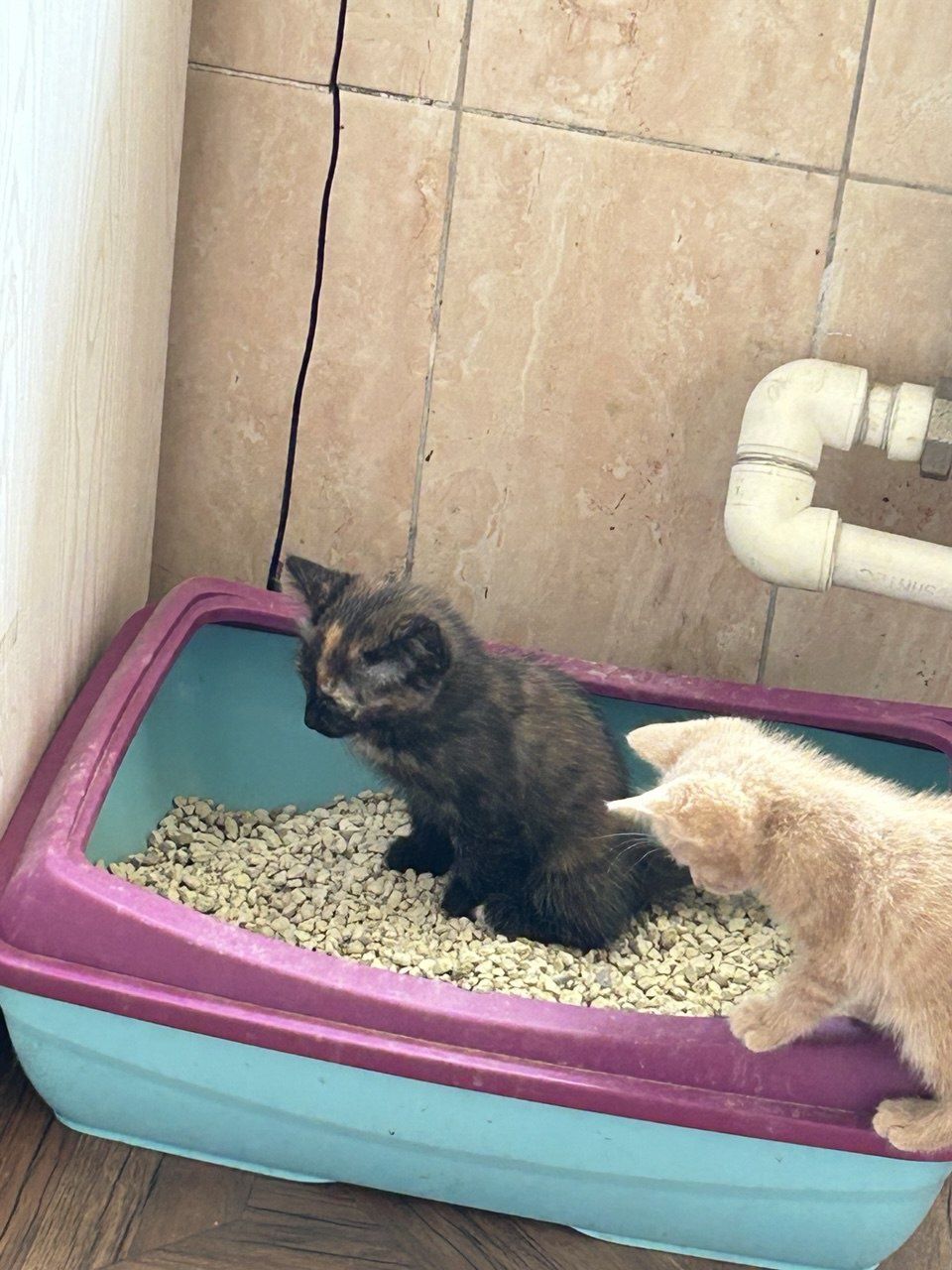 Спасите нас от котов
