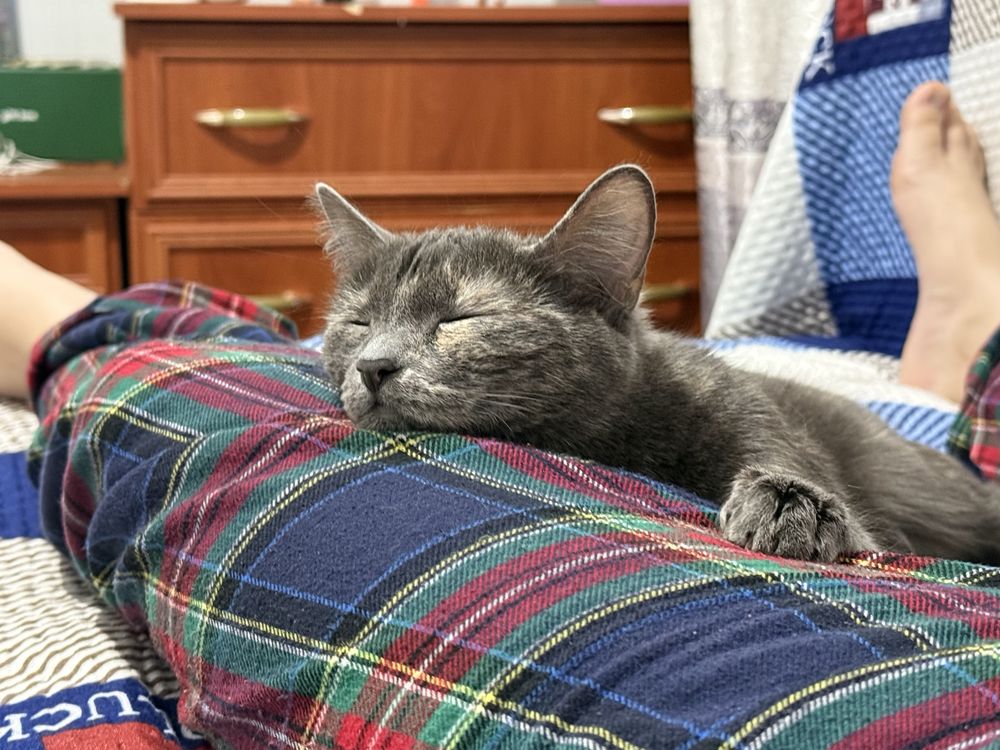 Отдам кошку домашнюю в хорошие руки